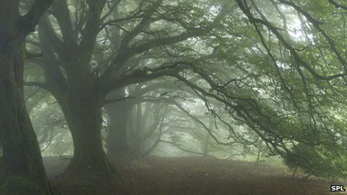 UK's tree, ancient forest, threat, destroyed