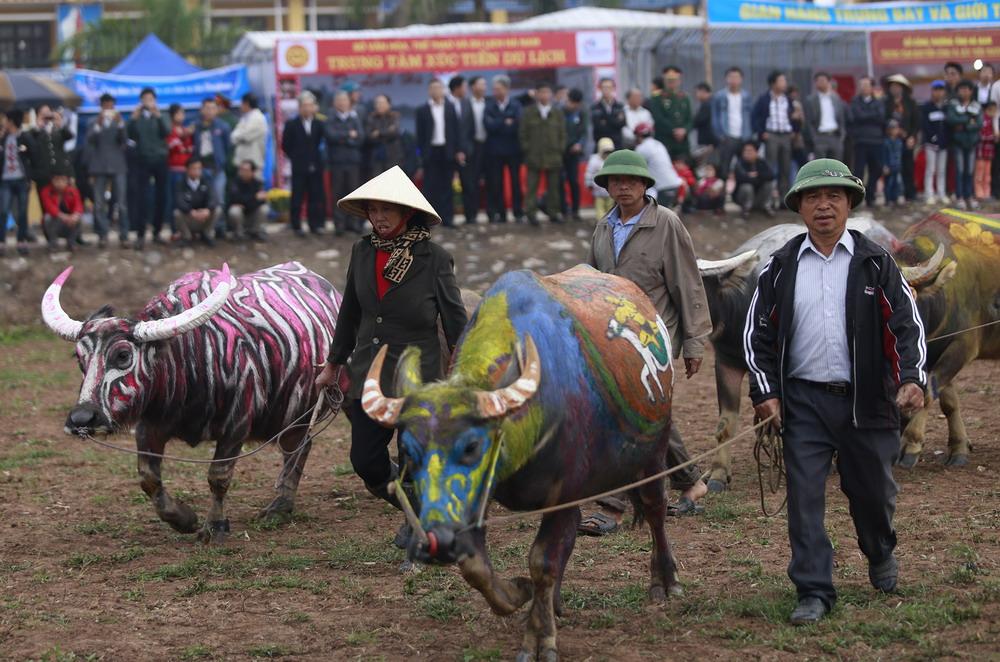 tich dien festival, colorful buffaloes