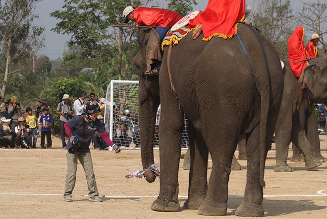 elephant festival, dak lak, don village