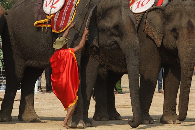 elephant festival, dak lak, don village