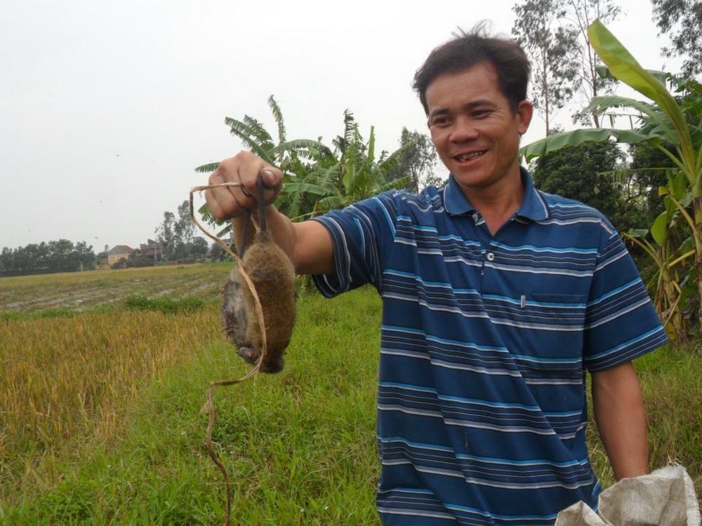 rat hunters, rat hunting, field mice, Kim Trung, rat meat