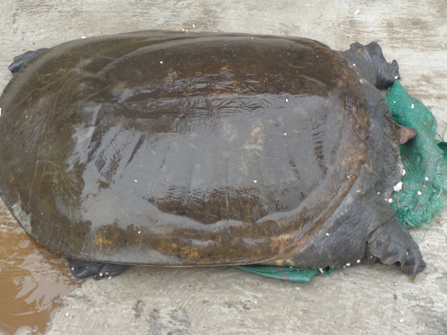 bomb, rare turtle, online passport, Coast Guard, kidnap