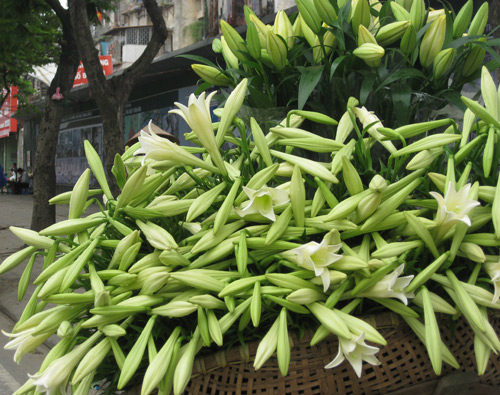lily season, hanoi, lily