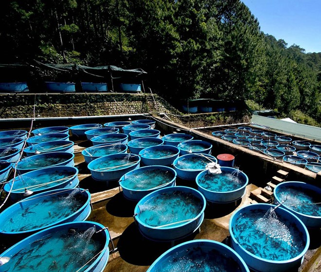 WZWH Closeup to the first sturgeon farm in Vietnam