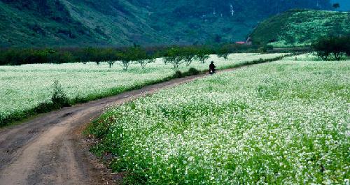 Mu Cang Chai, Moc Chau white mustard flower fields, Moc Chau tea hills