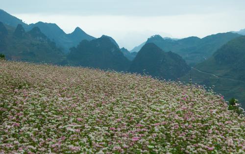 Mu Cang Chai, Moc Chau white mustard flower fields, Moc Chau tea hills