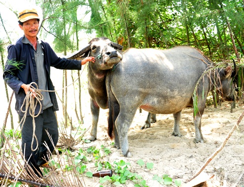 Breeding buffalos for tourism