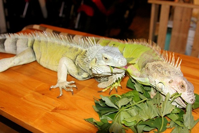 reptile cafe, saigon