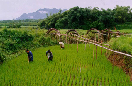 Hoa Binh, Muong ethnic culture, Giang Mo Village, paddy fields