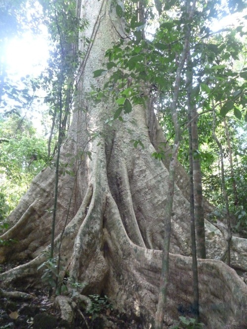 Crocodile Lake, Bau Sau, Nam Cat Tien