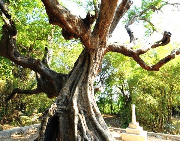 ancient trees, heritage trees