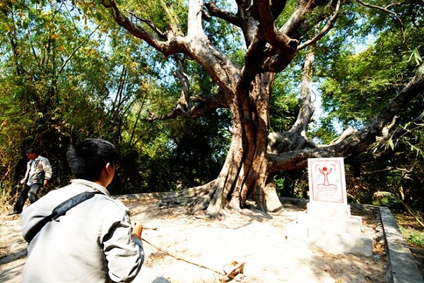 ancient trees, heritage trees