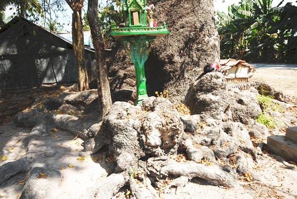 ancient trees, heritage trees