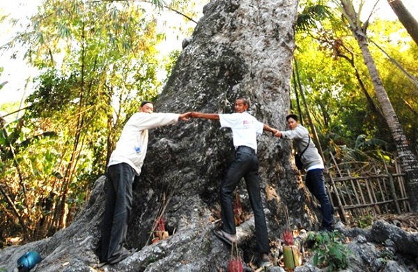 ancient trees, heritage trees