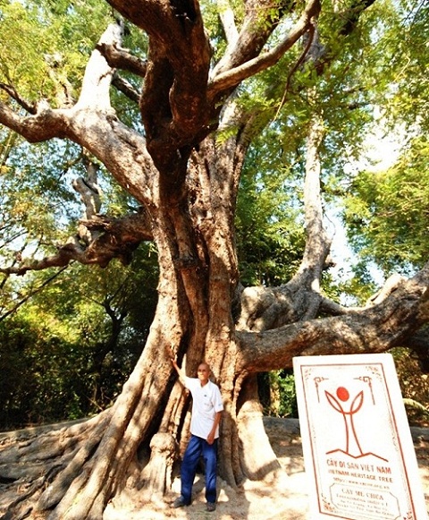 ancient trees, heritage trees