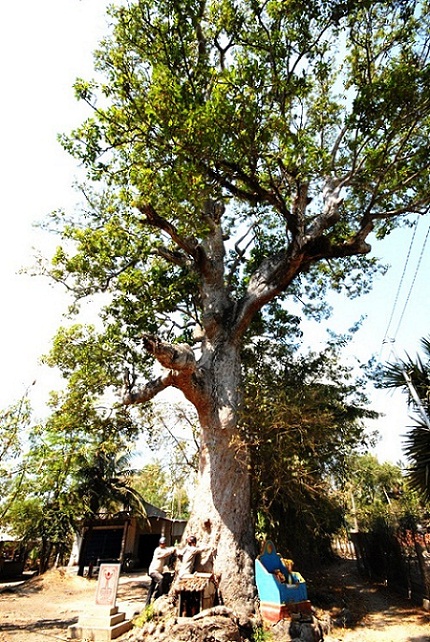 ancient trees, heritage trees