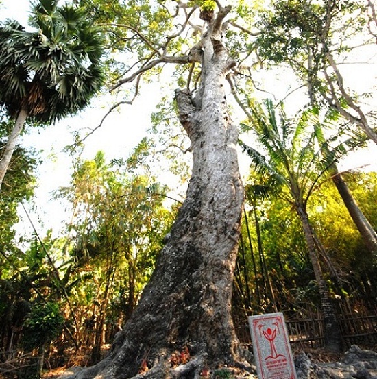 ancient trees, heritage trees