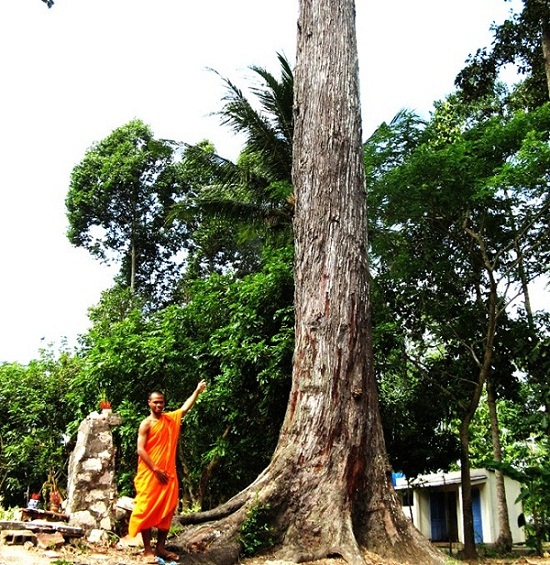 ancient trees, heritage trees