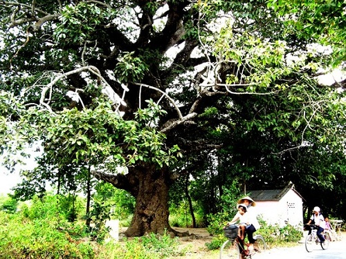 ancient trees, heritage trees