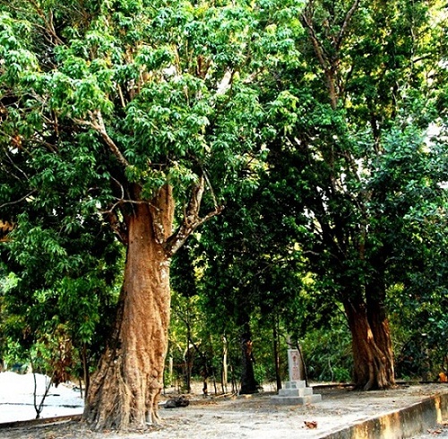 ancient trees, heritage trees