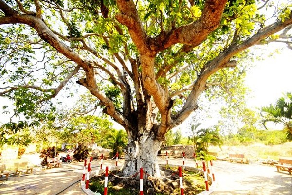 ancient trees, heritage trees