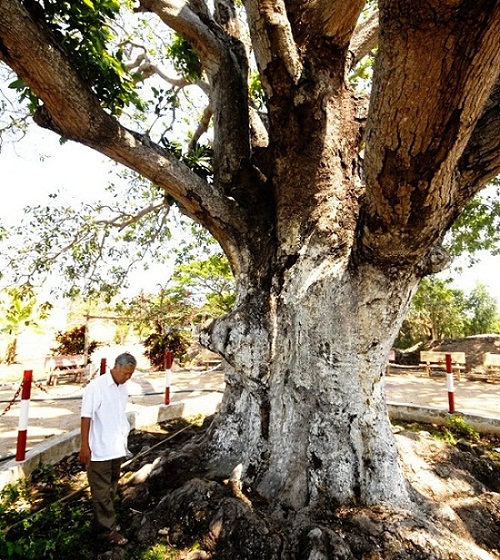 ancient trees, heritage trees