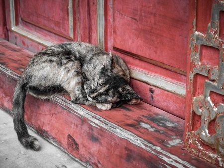 vietnam, national geographic travelers, photo contest