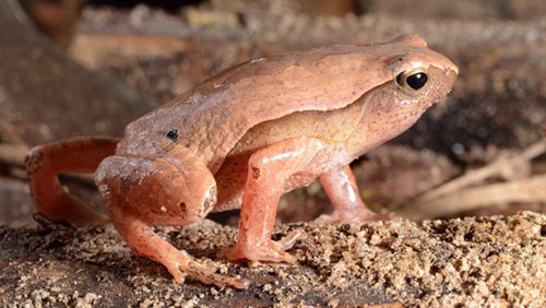 new spotted toad species