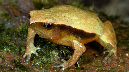 new spotted toad species