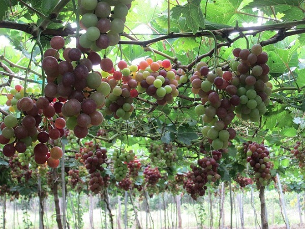Ninh Thuan vineyards