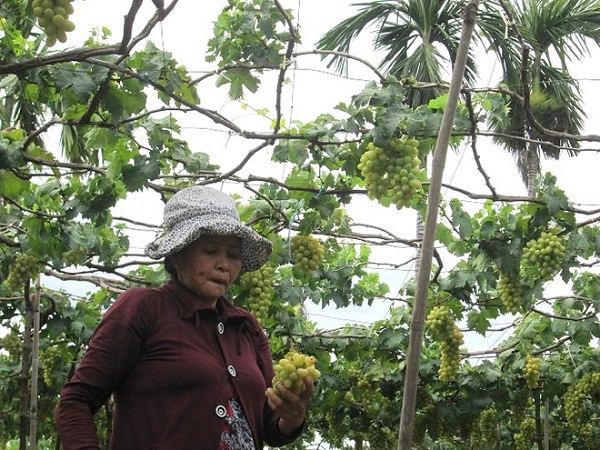 Ninh Thuan vineyards