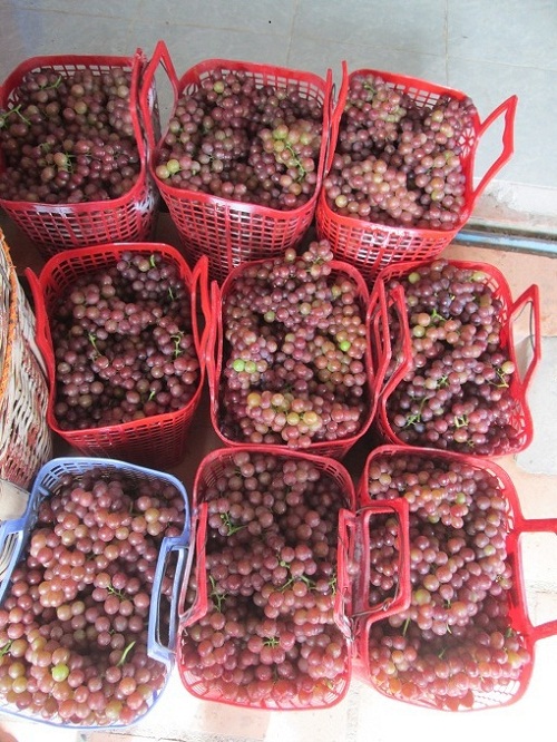 Ninh Thuan vineyards