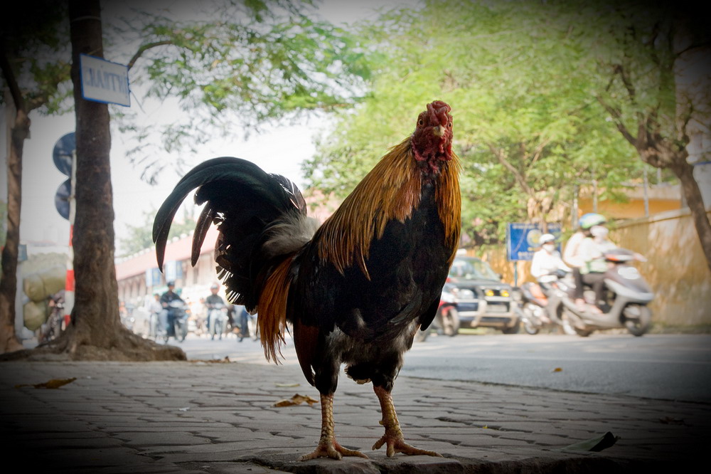 Funny pictures of “street-walking” chickens Funny pictures of “street-walking” chickens