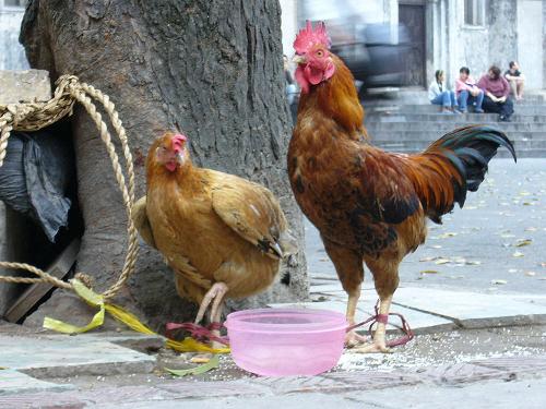 Funny pictures of “street-walking” chickens