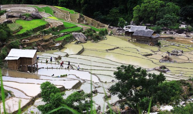 Xin man, terrace, harvest season, Hmong