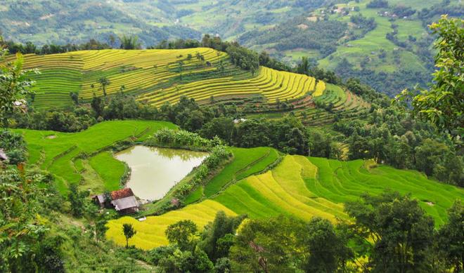 Xin man, terrace, harvest season, Hmong