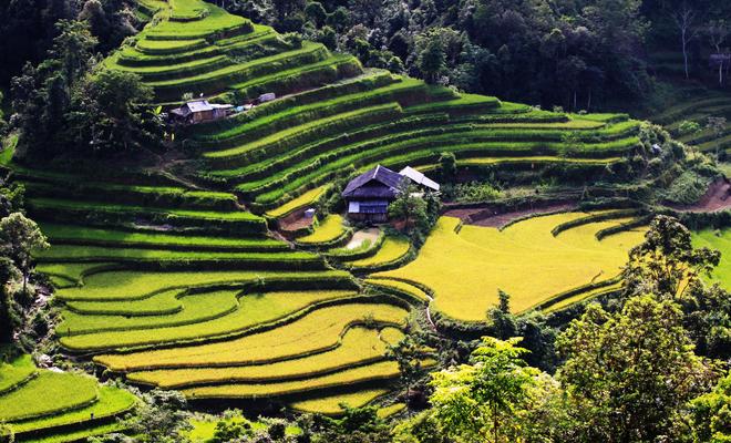 Xin man, terrace, harvest season, Hmong