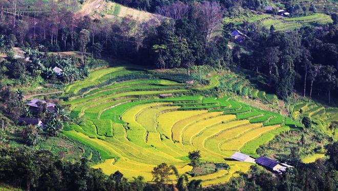 Xin man, terrace, harvest season, Hmong