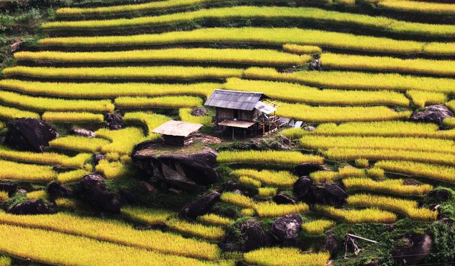 Xin man, terrace, harvest season, Hmong