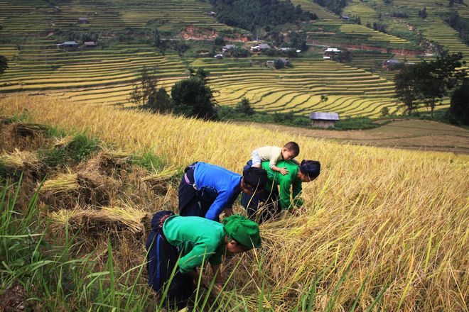 Xin man, terrace, harvest season, Hmong