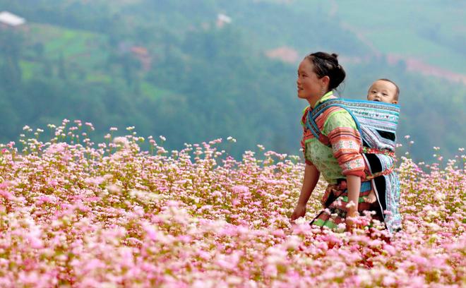 Xin man, terrace, harvest season, Hmong