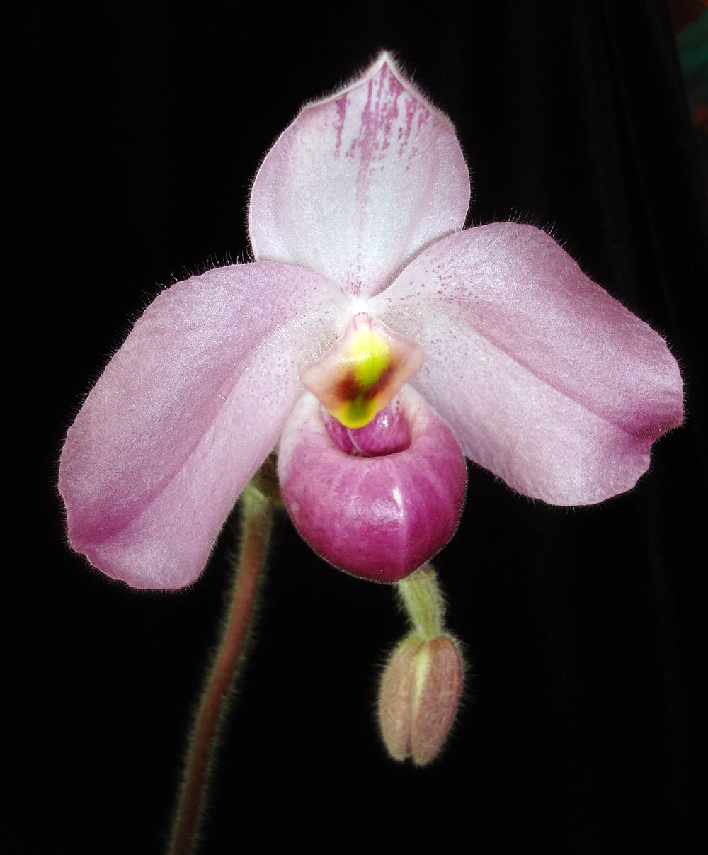 ho chi minh orchid