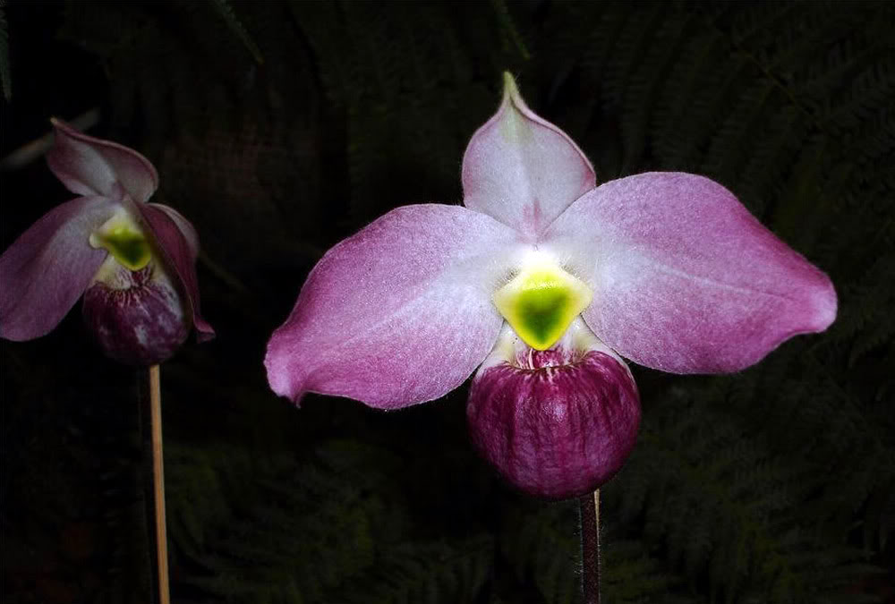 ho chi minh orchid