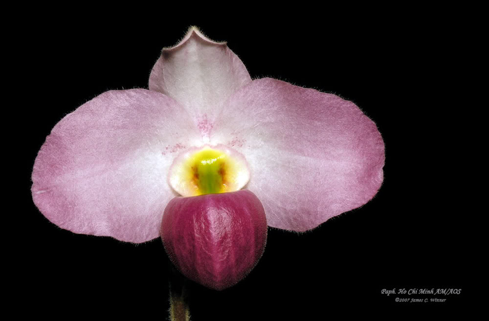 ho chi minh orchid