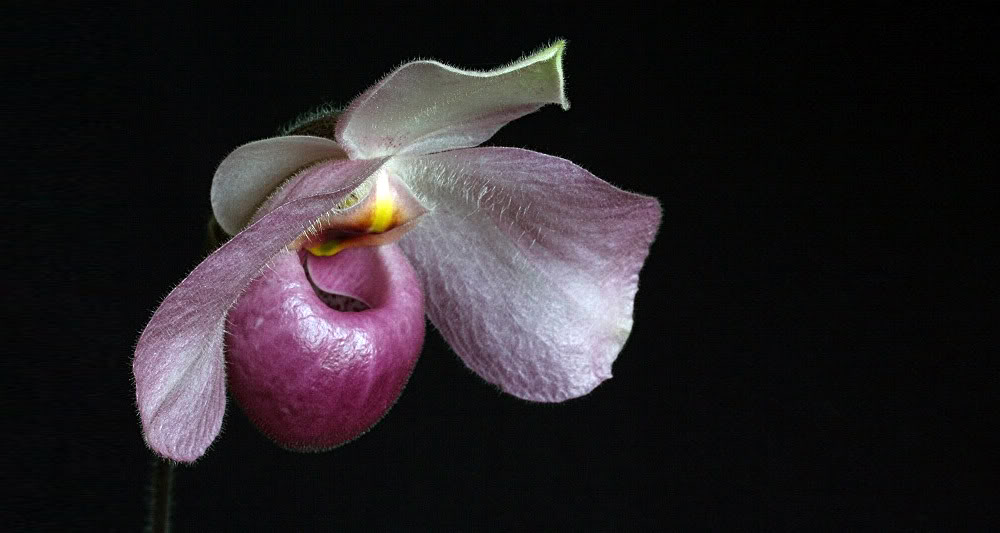 ho chi minh orchid