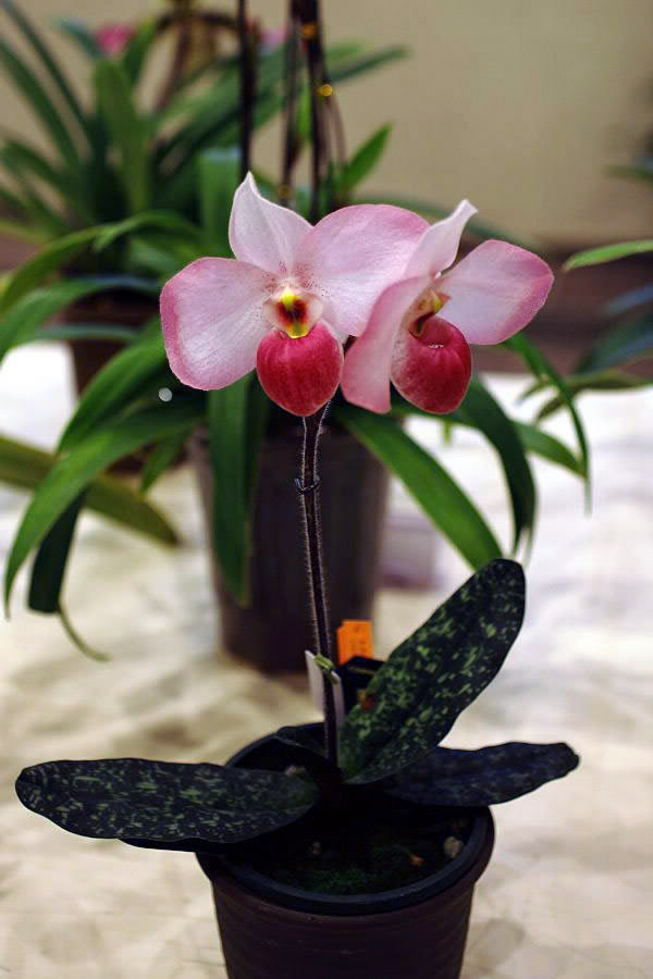 ho chi minh orchid