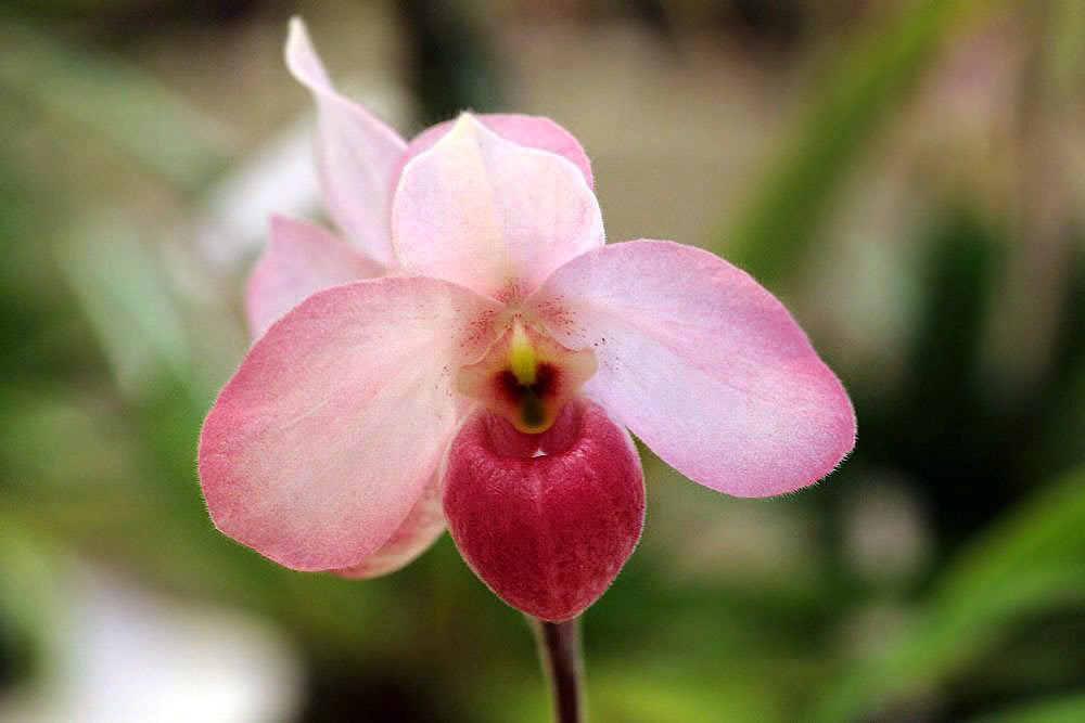 ho chi minh orchid