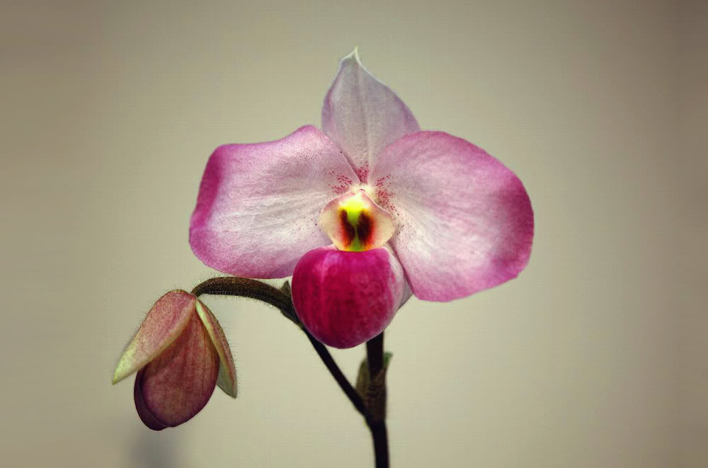 ho chi minh orchid