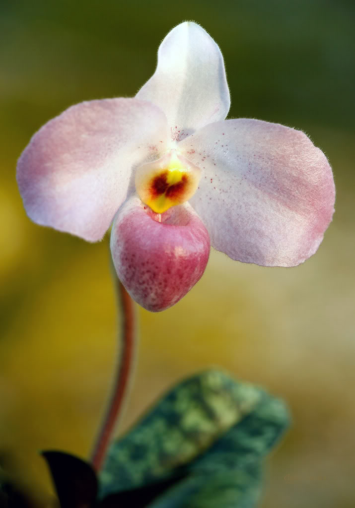 ho chi minh orchid