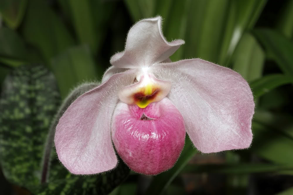 ho chi minh orchid